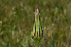 Hypochaeris megapotamica