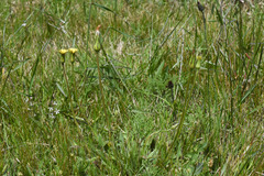 Hypochaeris megapotamica