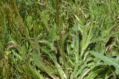 Hypochaeris megapotamica