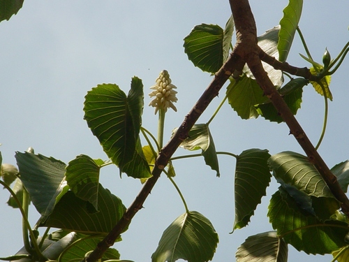 Hura polyandra