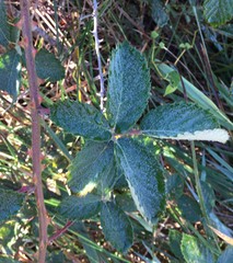 Rubus serissimus