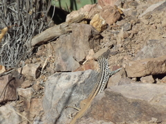 Aspidoscelis scalaris