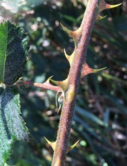 Rubus serissimus