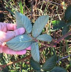 Rubus serissimus