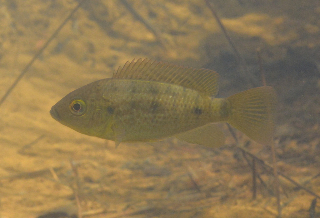 Sarotherodon occidentalis