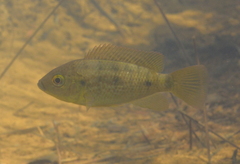 Sarotherodon occidentalis