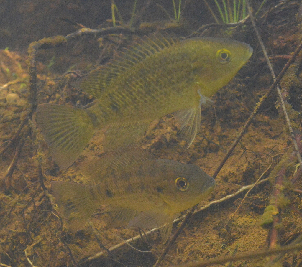 Western tilapia (Sarotherodon occidentalis) — Cichlidae