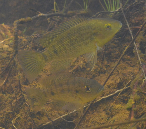 Western tilapia (Sarotherodon occidentalis) — Cichlidae