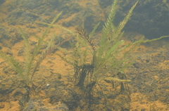 Blechnum francii