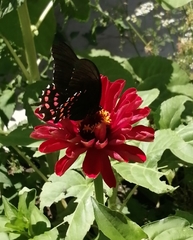 Heraclides rogeri pharnaces