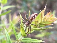 Oxyopes amoenus