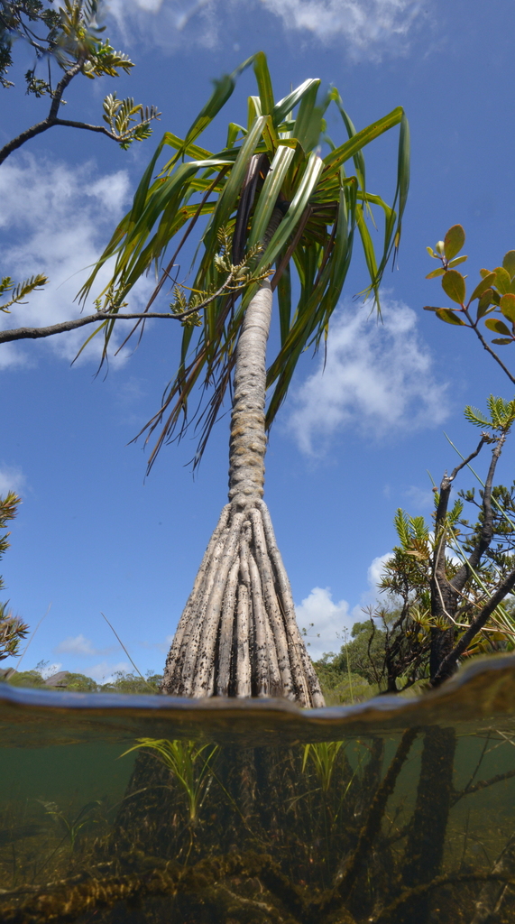 Pandanus viscidus (Spiderleg Screwpine)