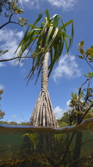 Pandanus macrocarpus