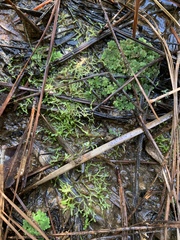 Azolla caroliniana