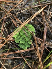 Azolla caroliniana
