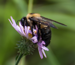 Xylocopa virginica krombeini