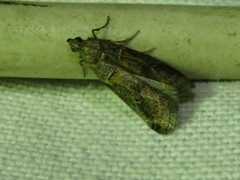 Acrobasis bithynella