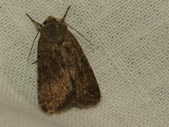 Caradrina germainii