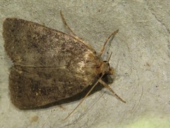 Caradrina germainii