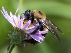 Xylocopa virginica krombeini