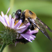 South Florida Eastern Carpenter Bee - Photo (c) chaseyb, some rights reserved (CC BY-NC), uploaded by chaseyb