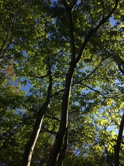 Sterculia quadrifida