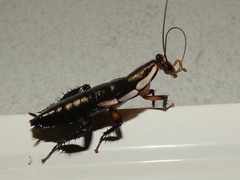 Drymaplaneta semivitta