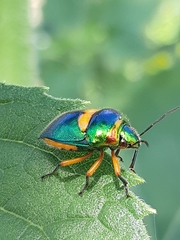 Lampromicra senator