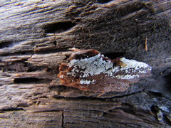 Cyphellaceae