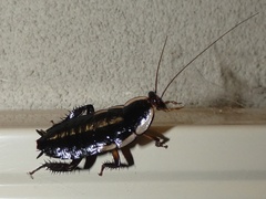 Drymaplaneta semivitta