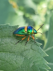 Lampromicra senator