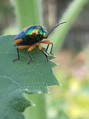 Lampromicra senator