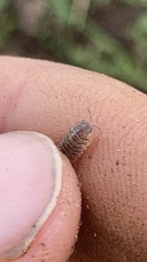 Armadillidium nasatum