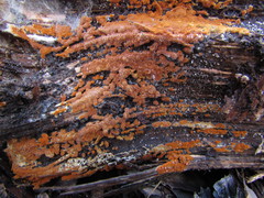 Botryobasidium simile