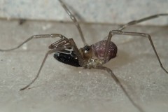 Oskoron spinosus