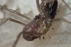 Oskoron spinosus