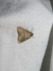 Pachycnemia tibiaria