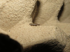 Catoptria staudingeri