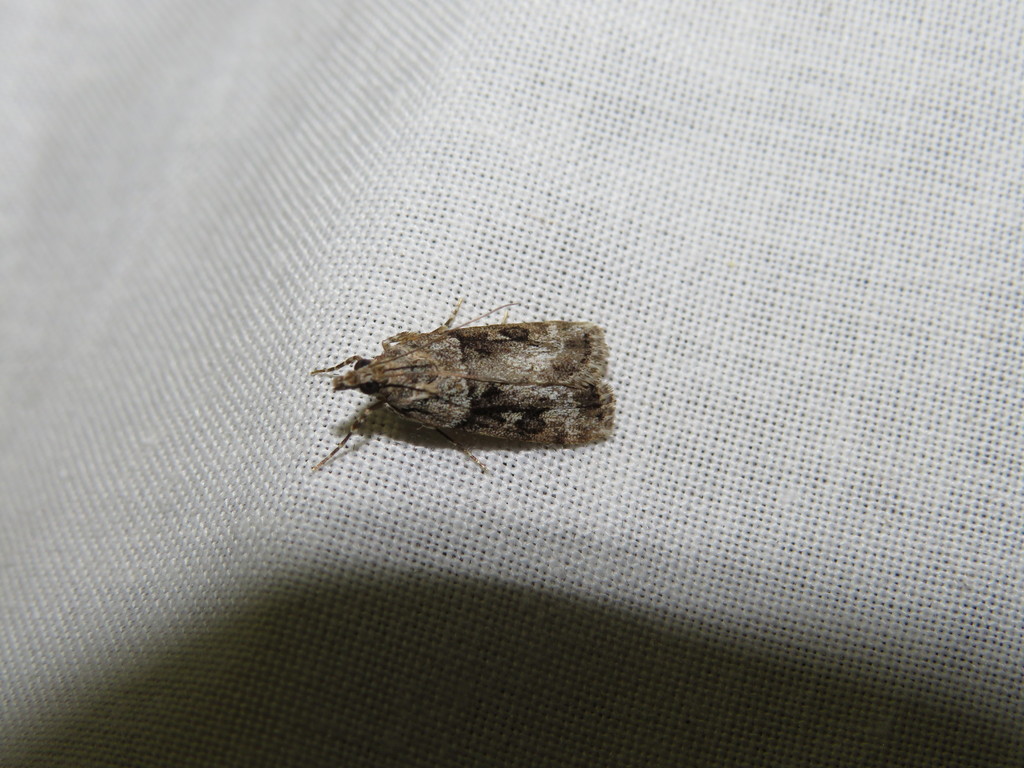 Anarpia