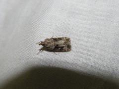 Anarpia incertalis