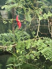 Clianthus puniceus