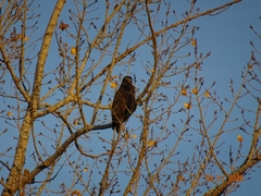 Buteo jamaicensis
