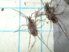 Oskoron spinosus