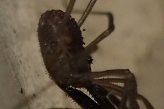 Oskoron spinosus
