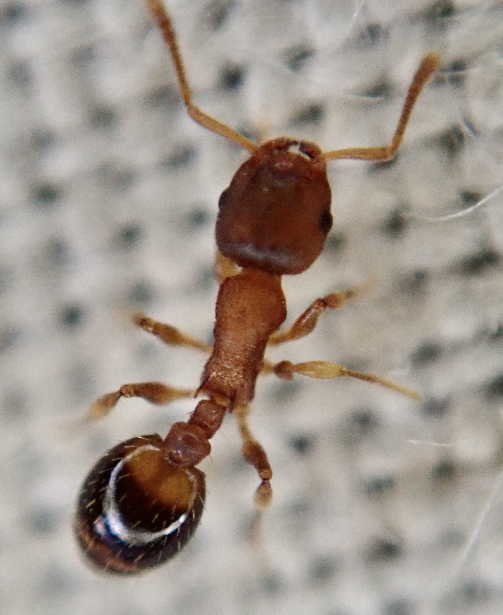 Temnothorax nylanderi