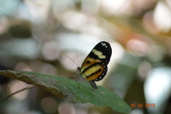 Hypothyris ninonia daeta