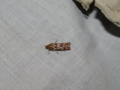 Acrobasis porphyrella