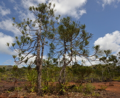Dacrydium araucarioides
