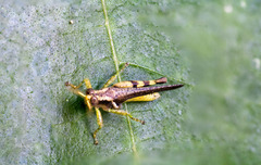 Abracris dilecta