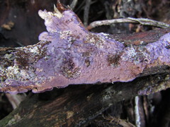 Corticium roseocarneum
